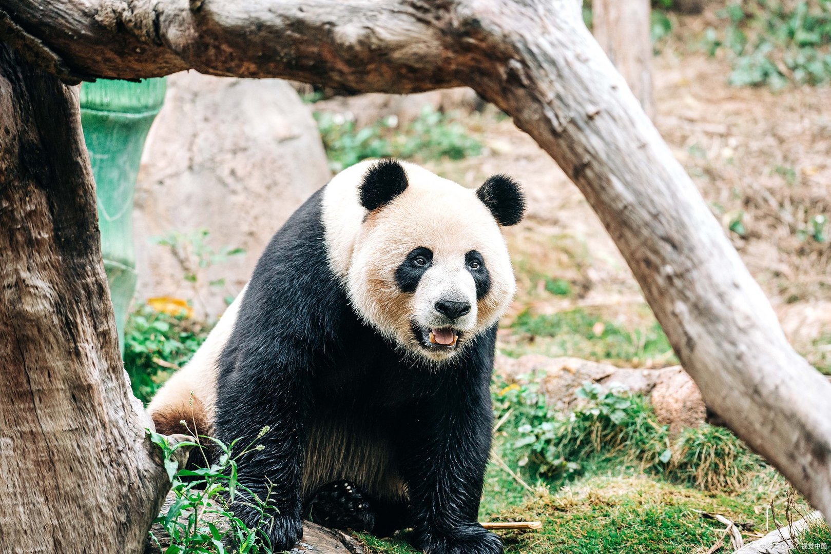 panda是什么意思