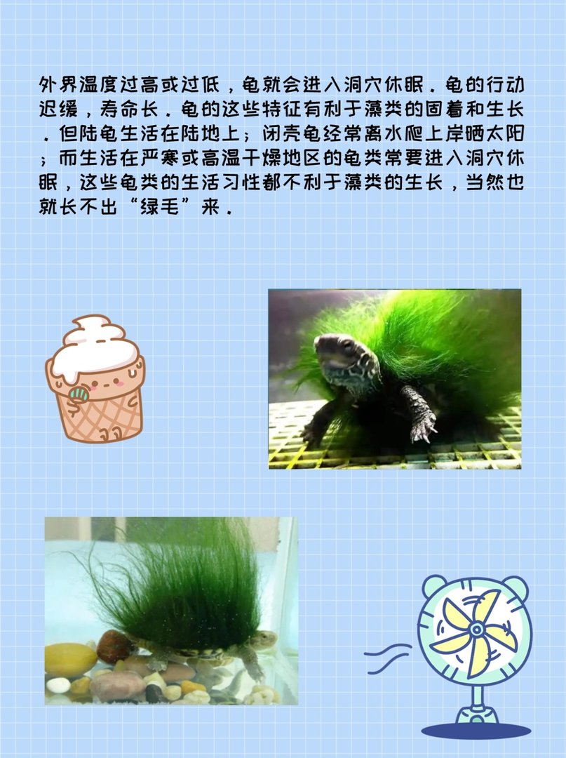 身上能长出“绿毛”的乌龟——绿毛龟