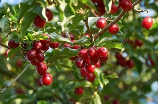 重阳节这一天将茱萸佩带于臂，或插在头上能起到什么作用？