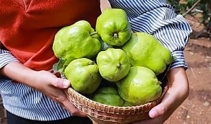 广西一大学结满水果，学生随便吃，还有哪些凭实力宠学生的学校呢？