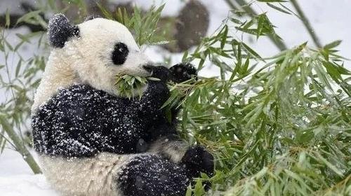 熊不是都要冬眠吗？为什么大熊猫不冬眠？