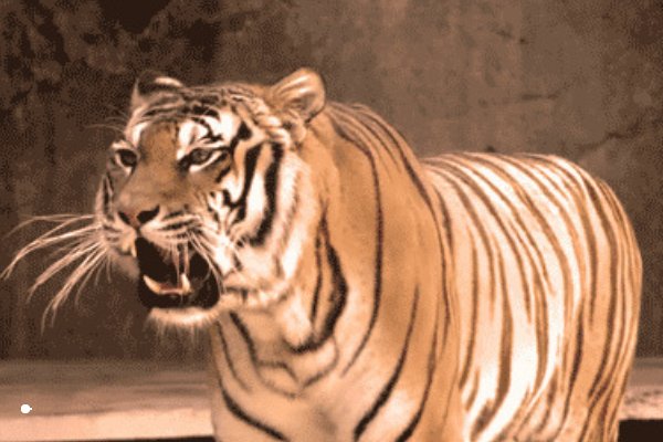 威武的正确解释