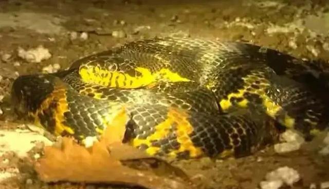 黑龙江一男子与蛇同睡一床3年，并称：习惯了！如果换做是你，你敢吗？