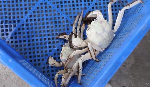 白色大闸蟹隔着壳能看到蟹黄，这种螃蟹正常吗？