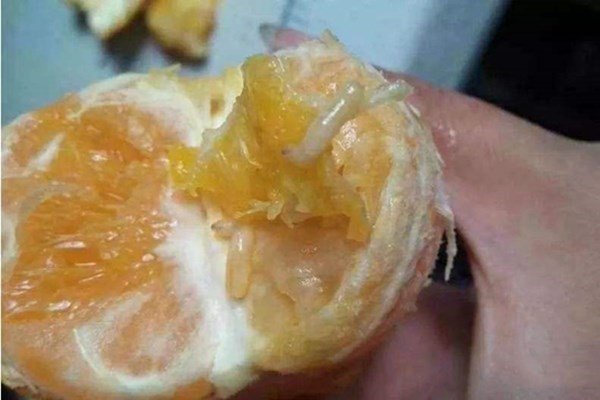 橘子里面怎么会有长蛆的？？？