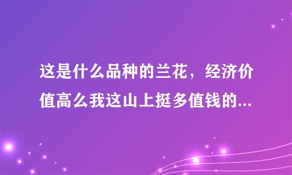 这是什么品种的兰花，经济价值高么我这山上挺多值钱的话可以入手去城里开个兰花店，望大神们指点指点