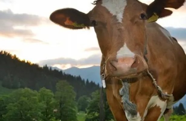 绝处逢生打一正确生肖