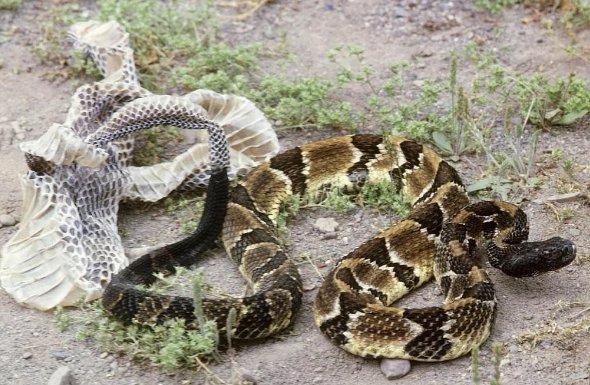 天下归一什么生肖动物