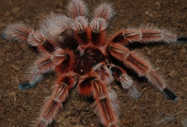 世界上最漂亮的蜘蛛