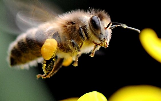 小蜜蜂在惯用语里的意思？