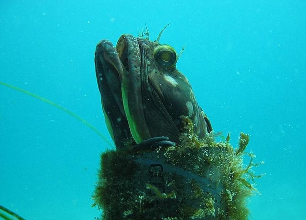 盘点十大最怪异海洋生物 还记得奥特曼里面的怪兽吗