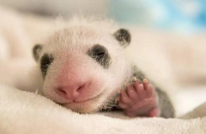 刚出生的熊猫宝宝是什么模样？也是黑白相间吗？