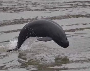 湖北宜昌无人机拍到怀孕江豚，高科技监控会影响动物的正常生活吗？