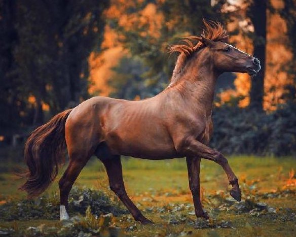 城外十里烽火急，家有千金何足惜，指什么动物