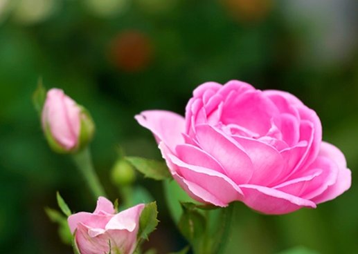 保加利亚玫瑰的歌词