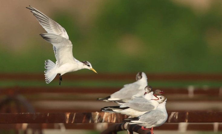 近100只极度濒危鸟类到达青岛胶州湾，为何会大批量出现？