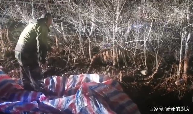 东北虎拍碎车窗亲历者发声，他究竟经历了什么？