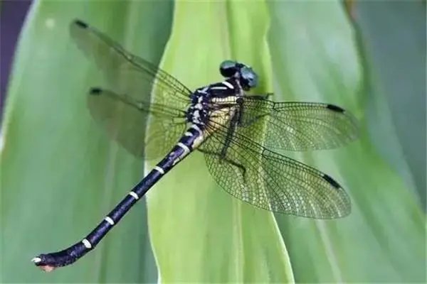 蜓组词和拼音和偏旁怎么写