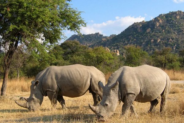 世界珍稀动物仅剩的一只是什么？