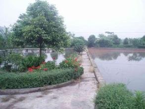 我是暗夜里的罂粟的作 者