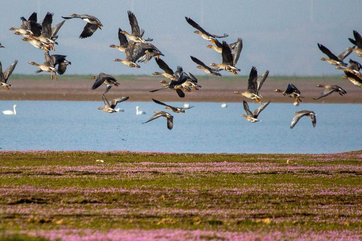 鄱阳湖正确读法