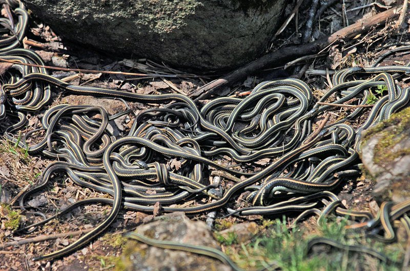 请问冬眠的蛇在哪里冬眠啊