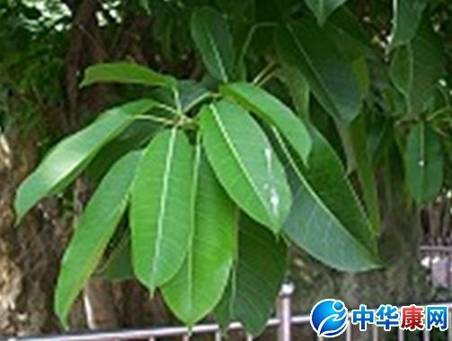 雀榕的介绍