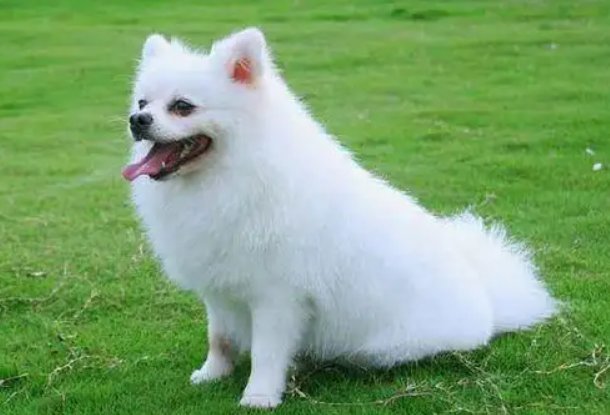 种子传播方法10种