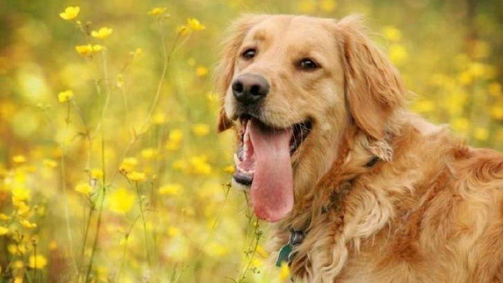 最适合男人养的动物有哪些？