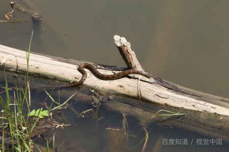 蛇有几个生殖器？