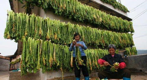 酸菜事件影响了13万人,这起事件的影响力度为何这么大?这些人该怎么办?
