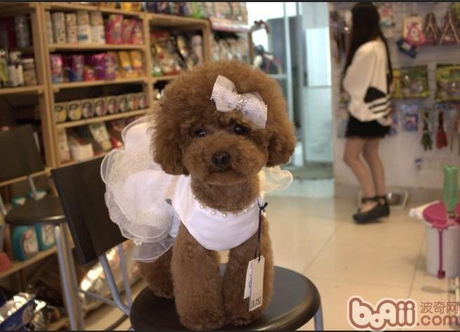 狗狗生活宠物店的发展简史