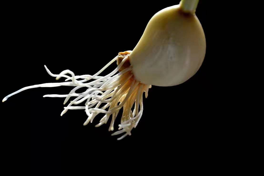 山东人为什么对“葱蒜”如此热爱？