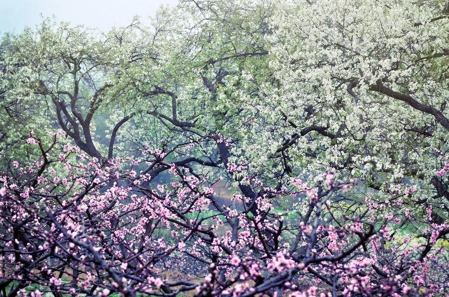 桃李芳菲是什么意思