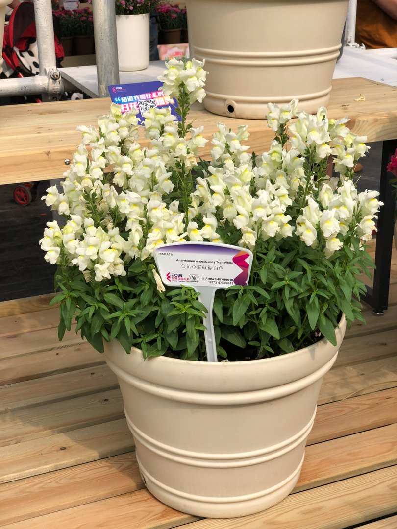 金鱼草花期：金鱼草什么时间开花