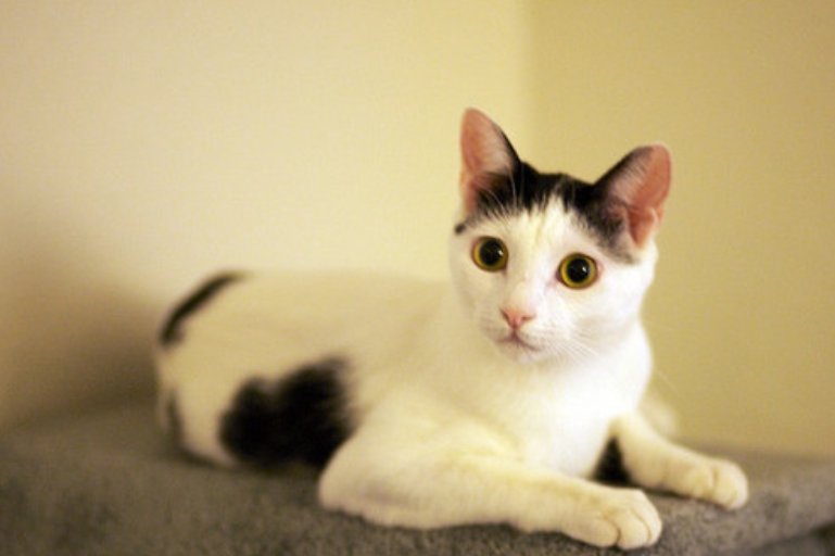 猫毛剪短了还会长的和以前一样长吗