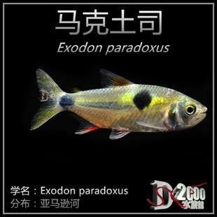 请问这是什么鱼吗叫什么