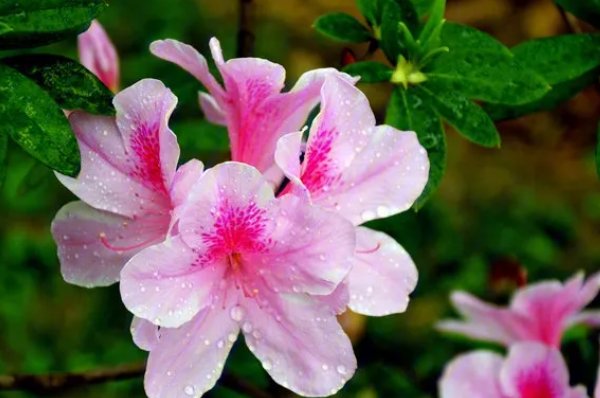 鹃的拼音和组词