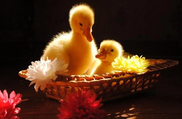 ducks怎么读英语