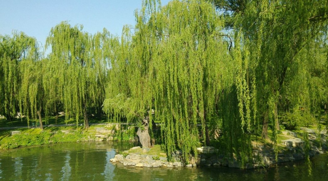 柳枝的寓意和诗