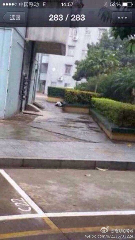 黄标泉的坠楼