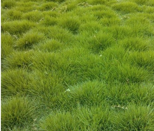 本特四号的形态特征