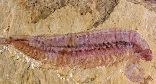 5亿多年前四不像动物惊现，这对科学研究有何影响呢？