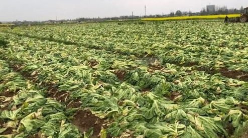 酸菜事件影响了13万人，这起事件的影响力度为何这么大？这些人该怎么办？