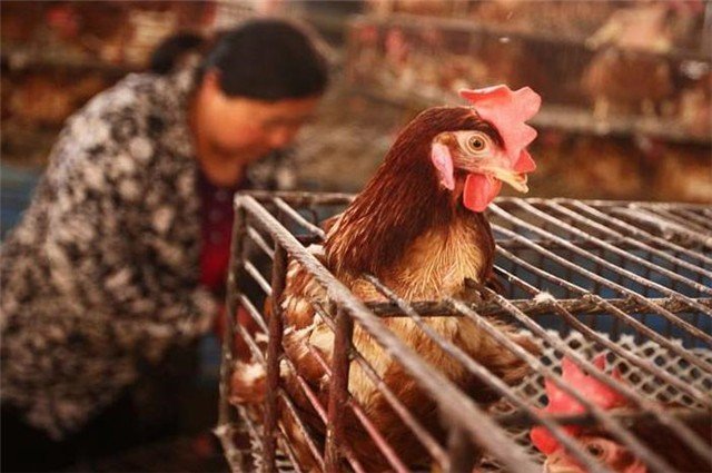 北京现一例人感染H5N6禽流感病例，这是种什么病毒？