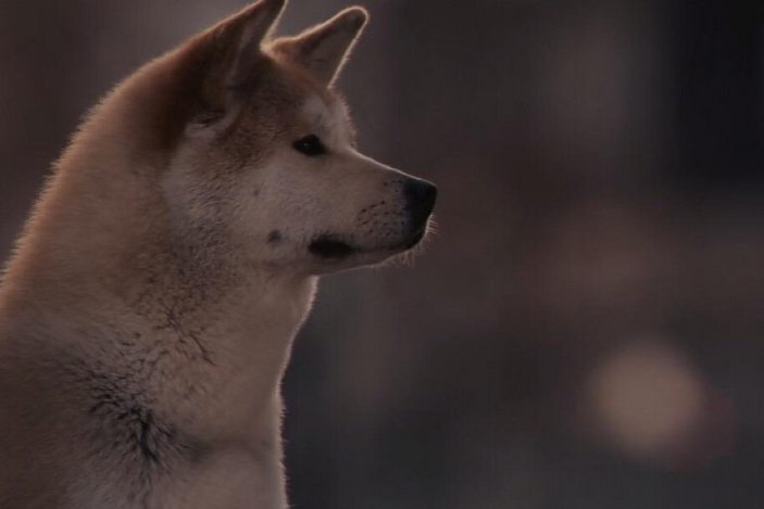 上海一宠物犬在小区路灯杆旁撒尿触电死亡，主人该向谁索赔？