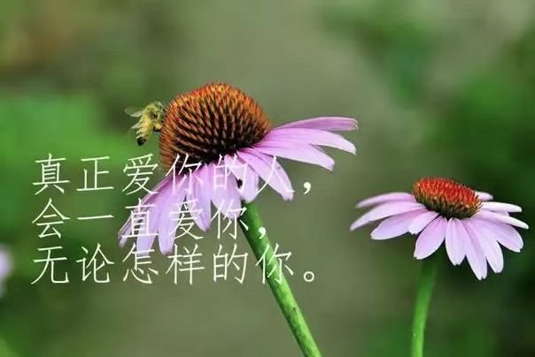 有深度有涵养表达羡慕的句子