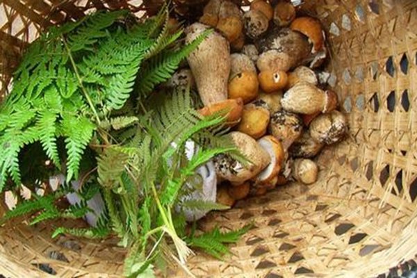 蛆虫是什么东西？