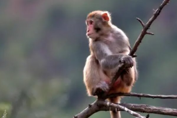 亡猿祸木是什么意思