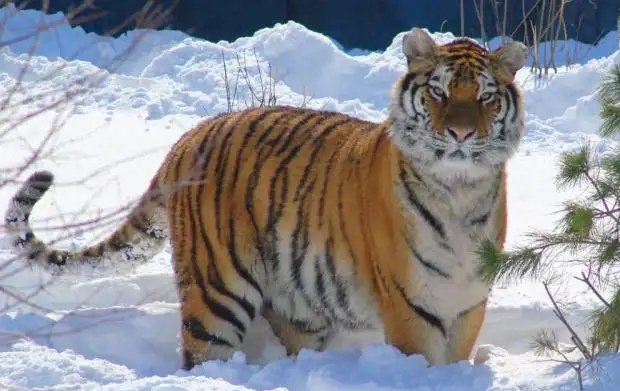 深夜路遇东北虎隔车窗与人对视，路上遇到东北虎该怎么办？